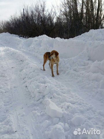 Потерялась собака, должен быть хозяин купить на Зозу.ру - фотография № 1