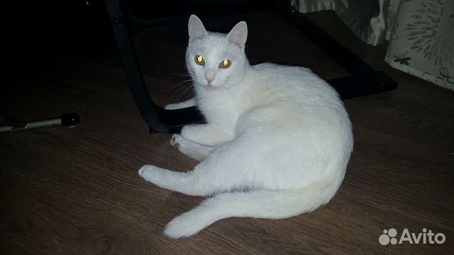 Отдам кота в хорошие руки