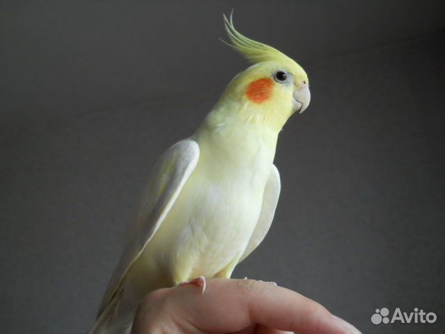 Корелла ручные самцы