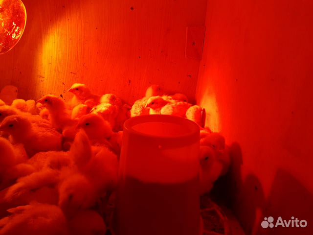 Бройлера, перепела, перепелиные яйца, суточные пте купить на Зозу.ру - фотография № 6