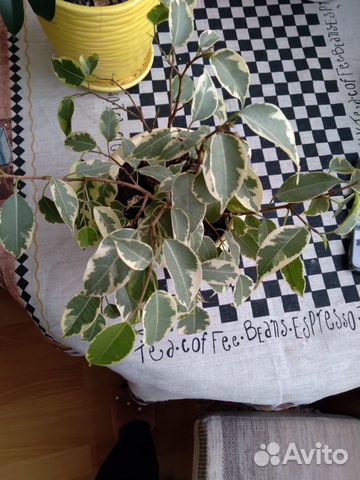 Фикус Фикус