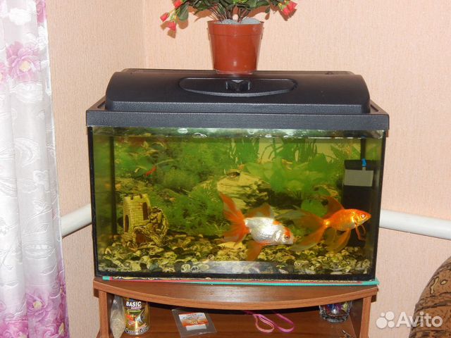 Аквариум с рыбками купить на Зозу.ру - фотография № 1