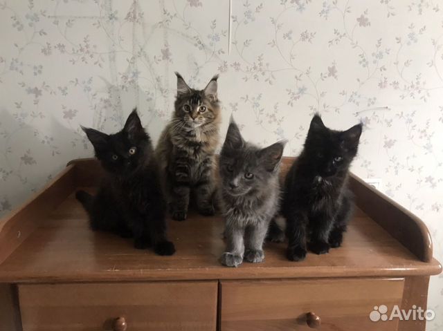 Котята породы Мейнкун