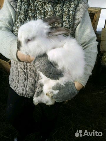 Пуховые кролики купить на Зозу.ру - фотография № 1