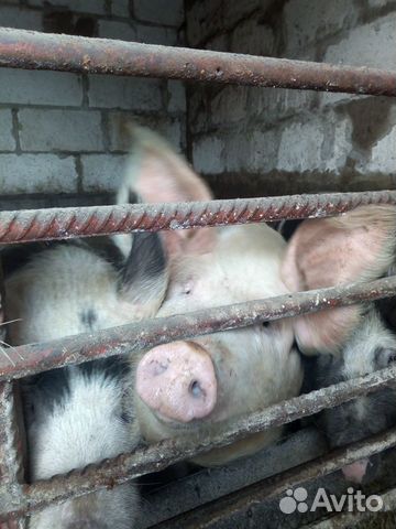 Свиньи на мясо, свинина купить на Зозу.ру - фотография № 5