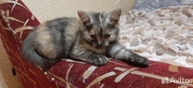 Кошка