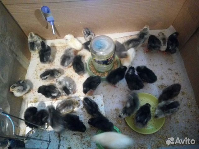 Продам цыплят, вывод 10.02 помесные черные и пестр купить на Зозу.ру - фотография № 1