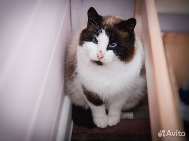 Кошка Груша ищет дом купить на Зозу.ру - фотография № 1