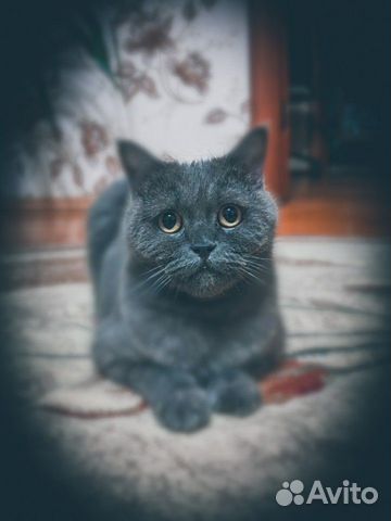 Британская кошка в добрые руки Британская кошка в добрые руки