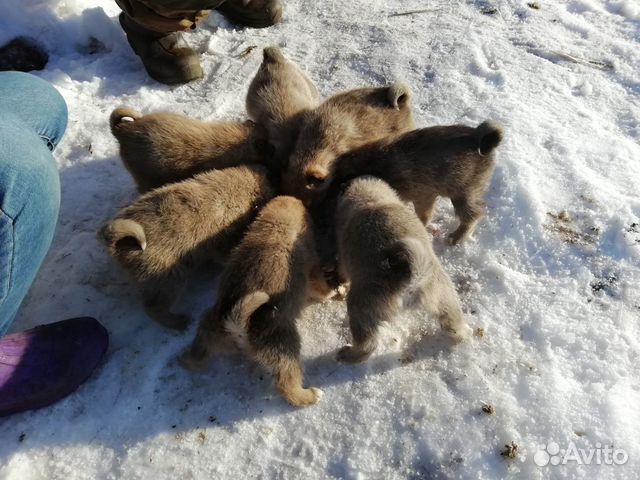 Продам западно сибирских щенят купить на Зозу.ру - фотография № 3