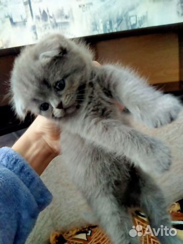 Плюшевый котенок купить на Зозу.ру - фотография № 6