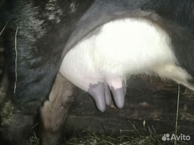 Продам корову вместе с теленком купить на Зозу.ру - фотография № 2