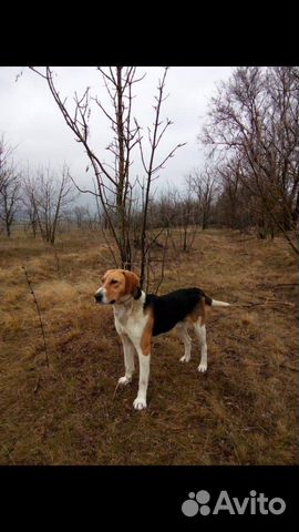Потерялись собаки купить на Зозу.ру - фотография № 1