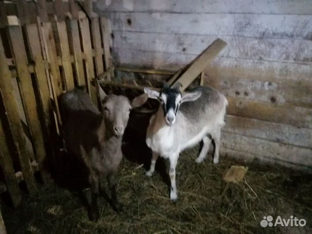 Продам козлят и годовалых коз купить на Зозу.ру - фотография № 3