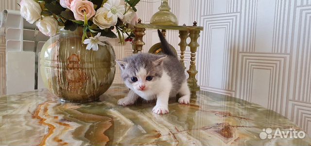 Подарю котенка в добрые руки купить на Зозу.ру - фотография № 5