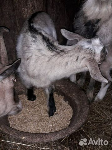 Альпийско-нубийские козлята и козел купить на Зозу.ру - фотография № 4