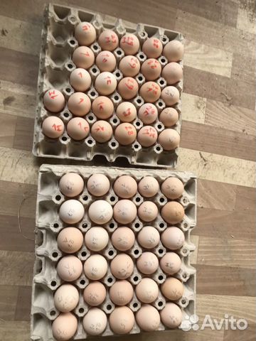 Цыплята и яйца для вывода купить на Зозу.ру - фотография № 5