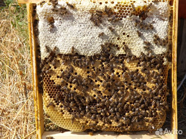Пчеломатки 2020 от производителя купить на Зозу.ру - фотография № 9