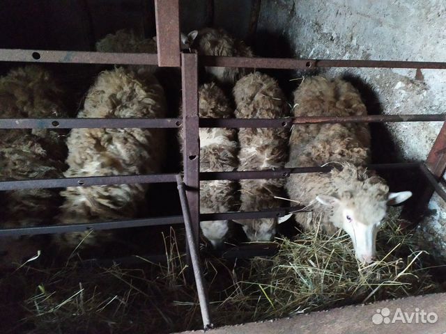 Овцы Ярки на завод на мясо купить на Зозу.ру - фотография № 1