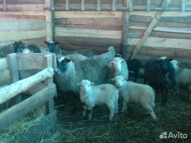 Продам овцы, ярки, бараны, егнят, овцы суягные раз купить на Зозу.ру - фотография № 8