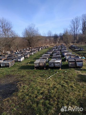 Пчелопакеты- пчелосемьи на сезон 2020 купить на Зозу.ру - фотография № 2