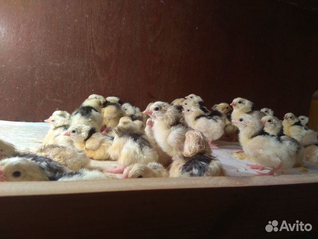 Пушкинские цыплята купить на Зозу.ру - фотография № 2