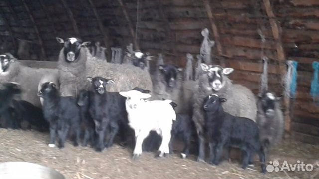 Овцы, бараны, ярочки купить на Зозу.ру - фотография № 1