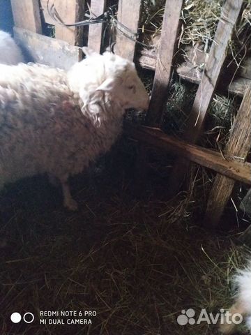 Овца и козычка купить на Зозу.ру - фотография № 1