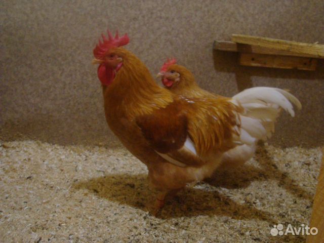 Цыпленок мини мясной купить на Зозу.ру - фотография № 4