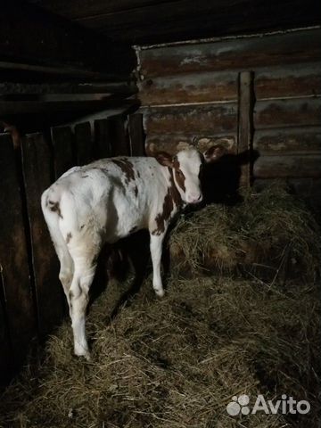 Продам корову с телёнком купить на Зозу.ру - фотография № 1