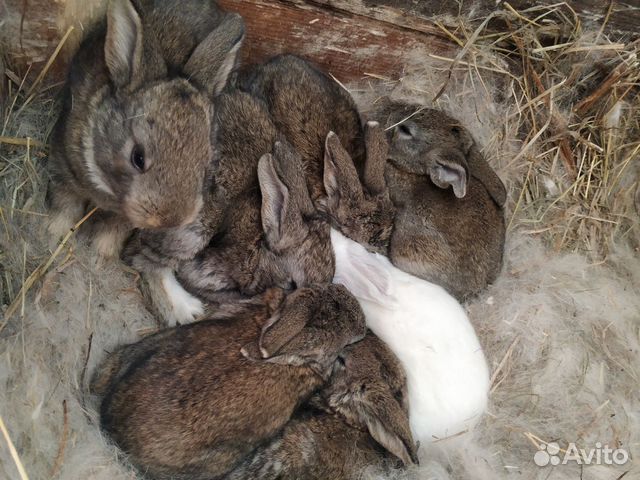 Кролики, крольчиха купить на Зозу.ру - фотография № 6
