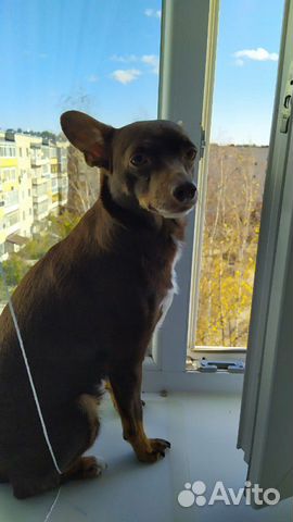 Собака ждёт жениха купить на Зозу.ру - фотография № 1