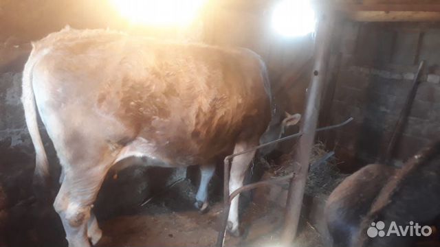 Продаётся корова на мясо. Вес до 300кг купить на Зозу.ру - фотография № 4