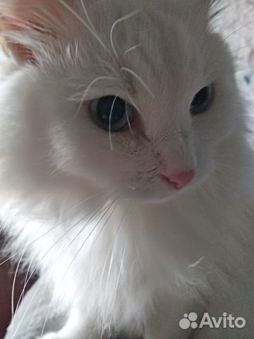 Кошка в добрые руки
