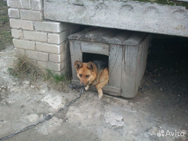 Отдам собаку купить на Зозу.ру - фотография № 3
