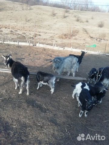 Прадаю козс козлятами три большие и 4 маленьких и купить на Зозу.ру - фотография № 3