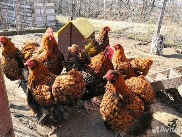 Инкубационное яйцо породистых кур купить на Зозу.ру - фотография № 6