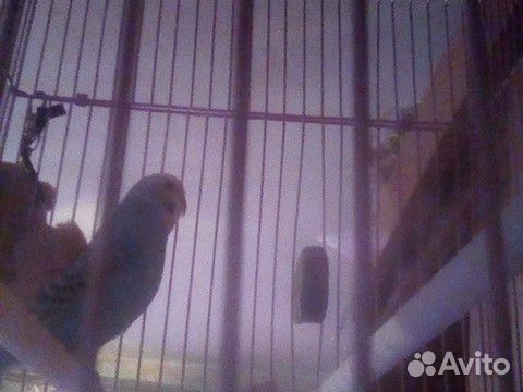 Продам девочку попугая, вместе с клеткой, поилкой купить на Зозу.ру - фотография № 8