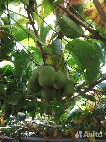 Актинидия(киви) -лиана