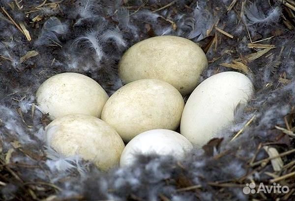 Яйца гусинные инкубационные купить на Зозу.ру - фотография № 1