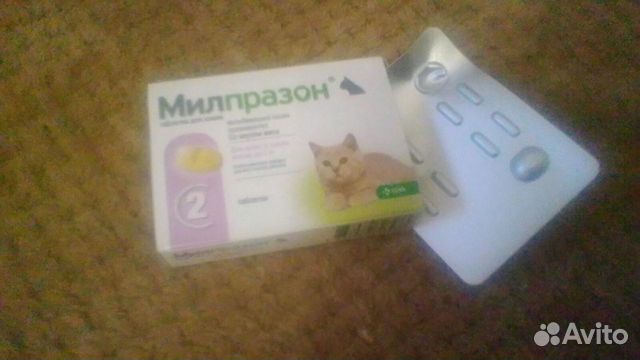 Аксессуары для котят купить на Зозу.ру - фотография № 2