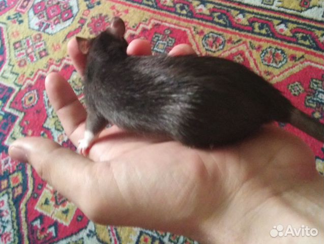 Крысы купить на Зозу.ру - фотография № 4
