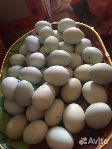 Яйца инкубационные порода ухейилюй купить на Зозу.ру - фотография № 2