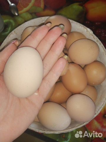 Яйцо куриное инкубационное купить на Зозу.ру - фотография № 1