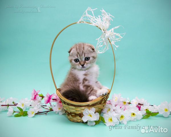 Элитные котята Элитные котята