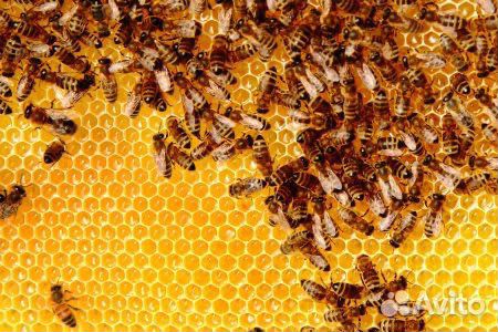 Продам пчёл купить на Зозу.ру - фотография № 1