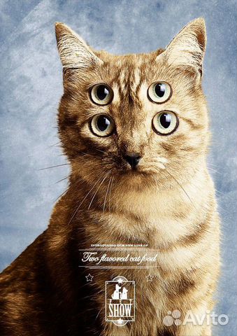 Корм для кошек и котов Корм для кошек и котов