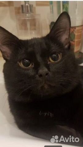 Родились котята редкой породы Бомбей-мини пантера