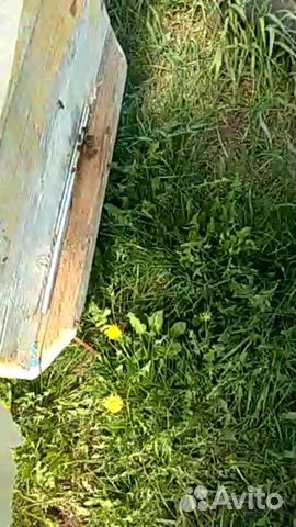 Продаются пчелосемьи с ульями и без, 5 семей купить на Зозу.ру - фотография № 1