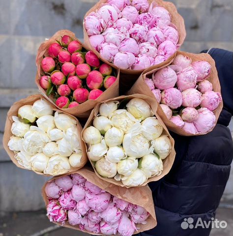 51 Пион 15 21 51 Пион 15 21